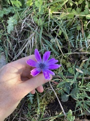 Anemone hortensis