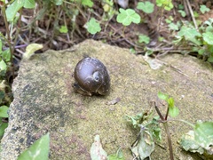 Megaustenia imperator