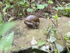 Megaustenia imperator
