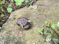 Megaustenia imperator