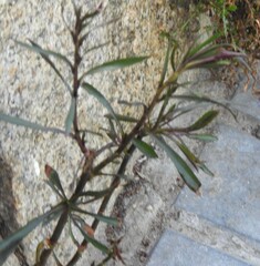 Symphyotrichum subulatum squamatum