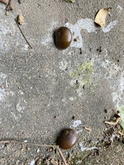 Megaustenia imperator