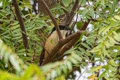 Centropus senegalensis