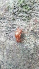 Amphipsalta