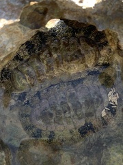Acanthopleura granulata