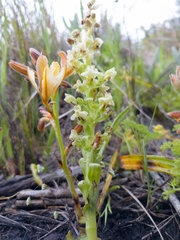 Pterygodium volucris