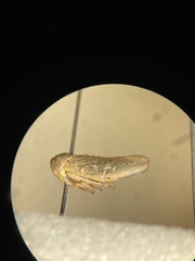 Agalliini