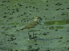 Charadrius mongolus
