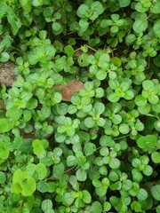 Pilea nummulariifolia