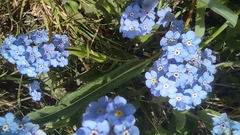 Myosotis asiatica