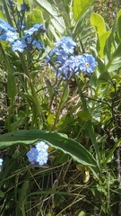 Myosotis asiatica