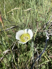 Calochortus gunnisonii