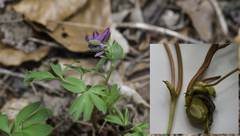 Corydalis intermedia