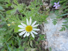 Anthemis
