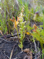 Pterygodium volucris