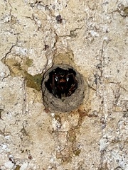 Pachodynerus erynnis