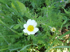 Anthemis
