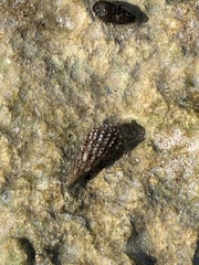 Clibanarius tricolor