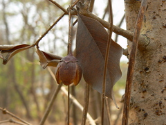 Lagerstroemia parviflora