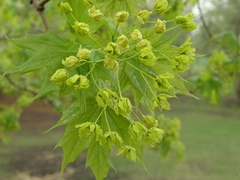 Acer platanoides