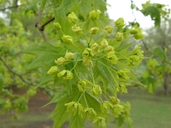 Acer platanoides