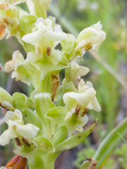 Pterygodium volucris