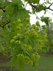 Acer platanoides