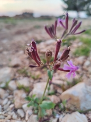 Silene aegyptiaca