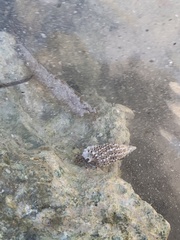 Clibanarius tricolor