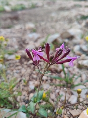 Silene aegyptiaca