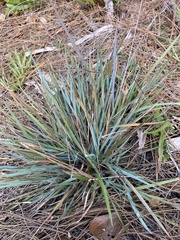 Eragrostis elliottii
