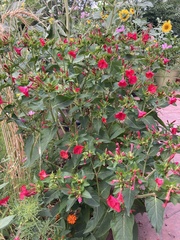 Mirabilis multiflora