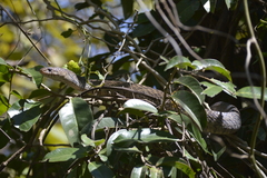 Drymarchon melanurus