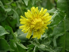 Taraxacum officinale
