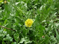 Taraxacum officinale