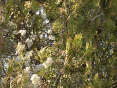 Regulus ignicapilla ignicapilla