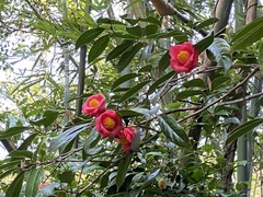 Camellia japonica