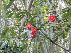 Camellia japonica