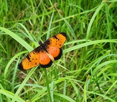 Acraea natalica