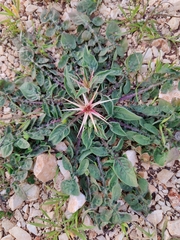 Centaurea iberica