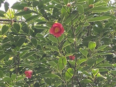 Camellia japonica