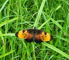 Acraea natalica