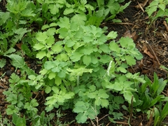 Chelidonium majus