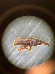 Sitophilus