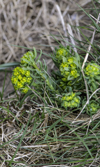 Euphorbia esula