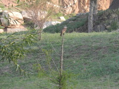 Pitangus sulphuratus