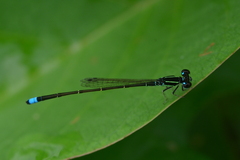 Ischnura capreolus