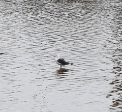 Larus fuscus
