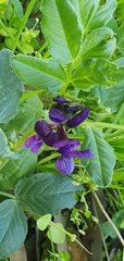 Vicia narbonensis