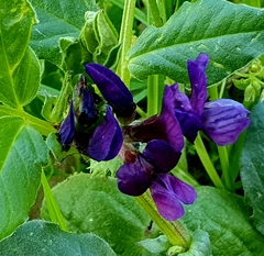 Vicia narbonensis
